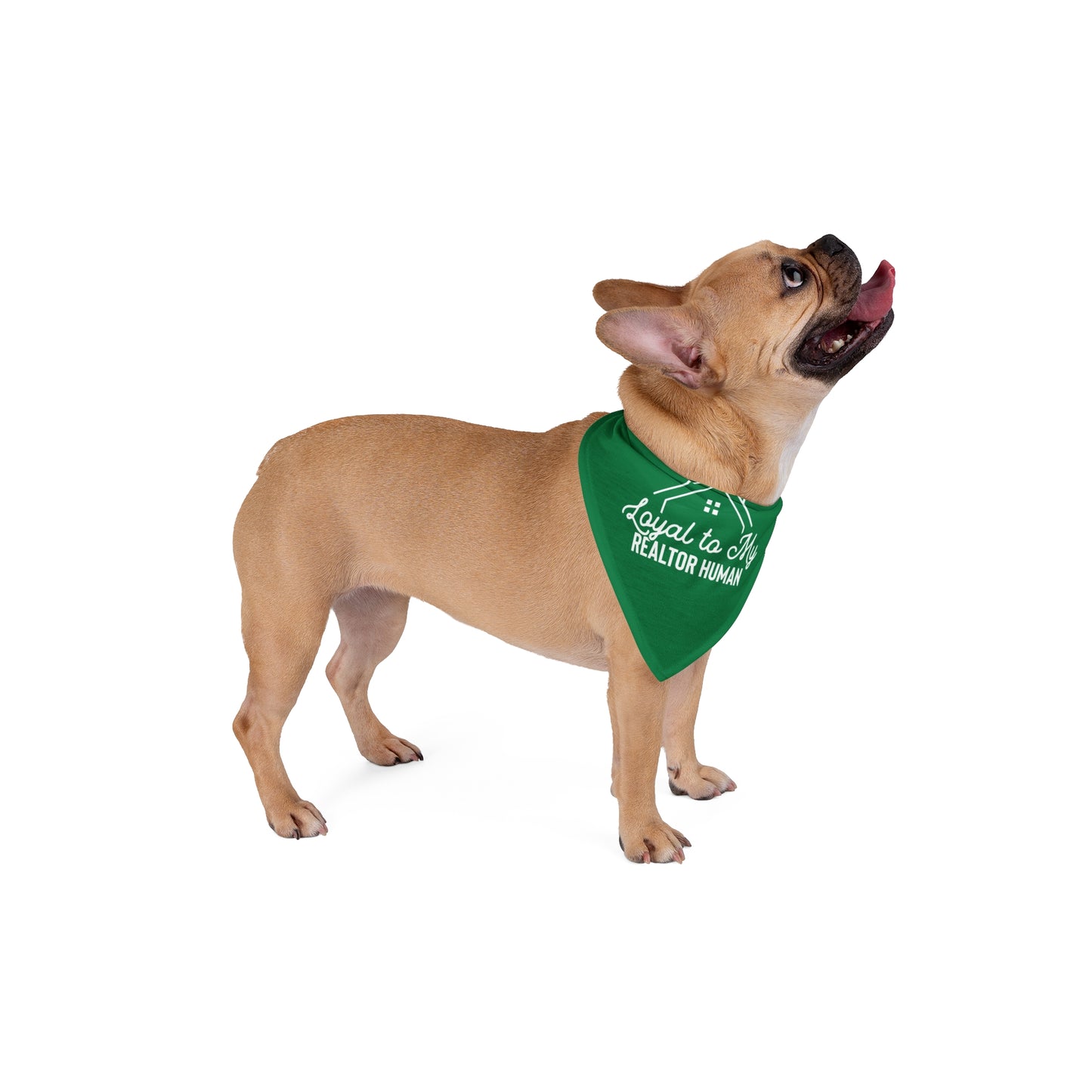 Loyal to My Realtor Human Dog Bandana – For the Furriest Closing Assistant